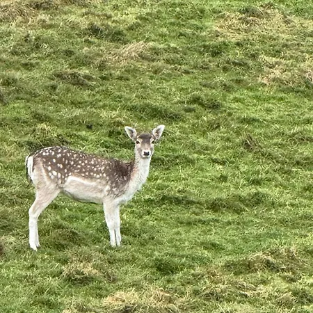 Achouffe - Masson * 호우팔리제